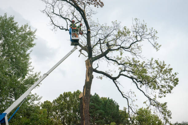 Best Tree Mulching  in Colwyn, PA