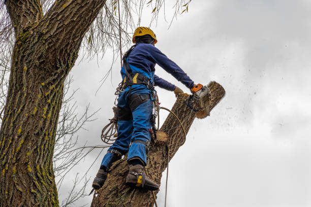 Best Tree Risk Assessment  in Colwyn, PA