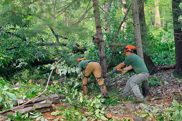 Reliable Colwyn, PA Tree Services Solutions