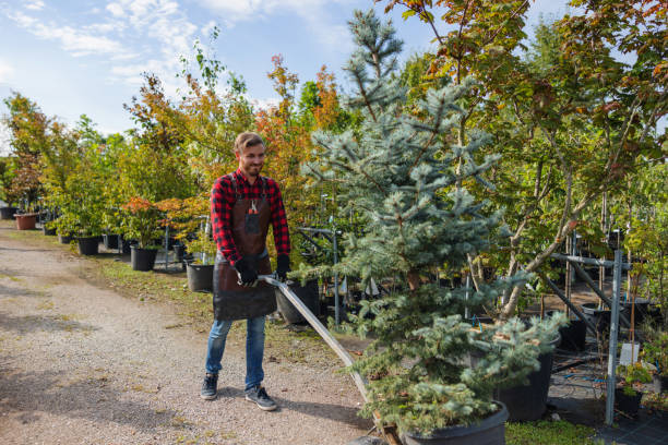 Best Storm Damage Tree Cleanup  in Colwyn, PA